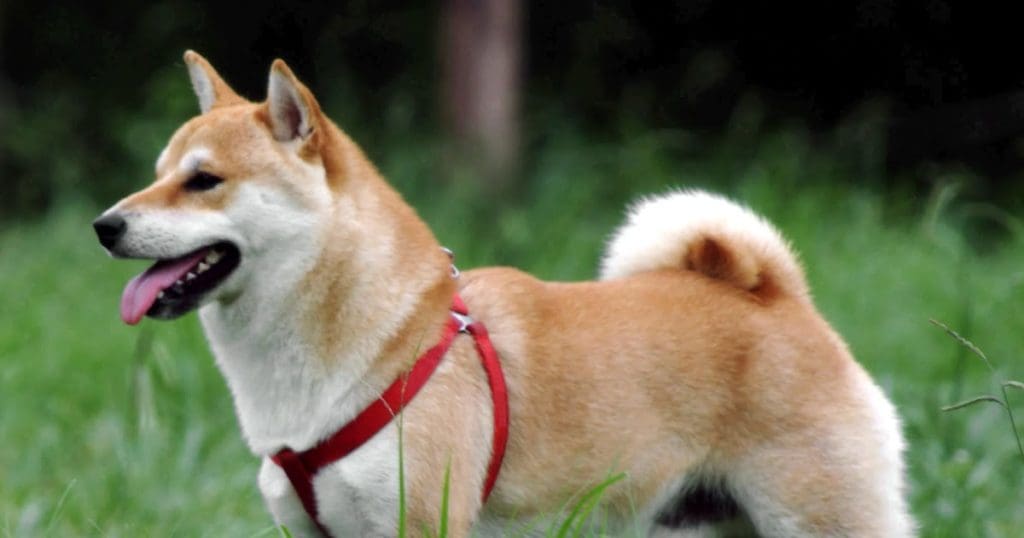 สุนัขสายพันธุ์ชิบะอินุ (Shiba Inu) 