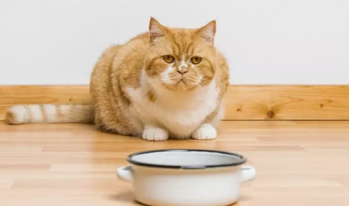 วิธีเลี้ยงแมวยังไงให้อ้วน