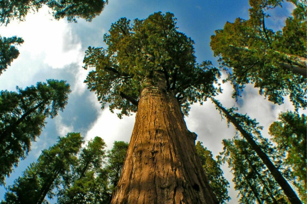 ต้นไม้ที่ใหญ่ที่สุดในโลก Hyperion Tree