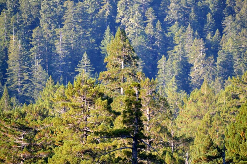 ต้นไม้ที่ใหญ่ที่สุดในโลก Lauralyn Tree