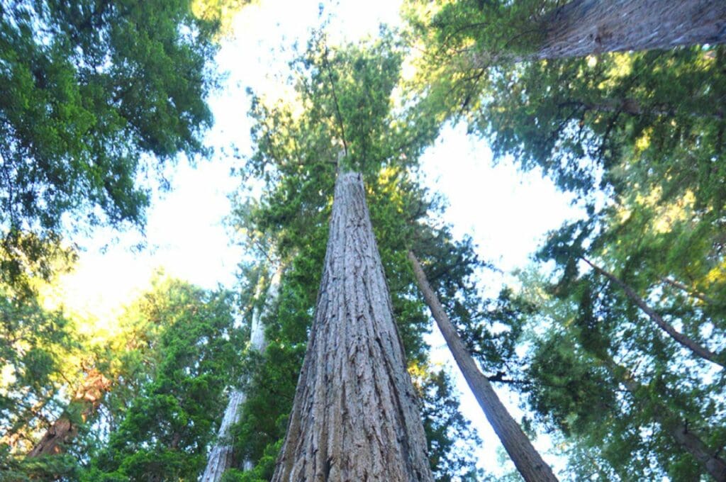 ต้นไม้ที่ใหญ่ที่สุดในโลก Mendocino Tree