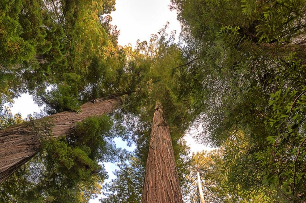 ต้นไม้ที่ใหญ่ที่สุดในโลก Orion Tree