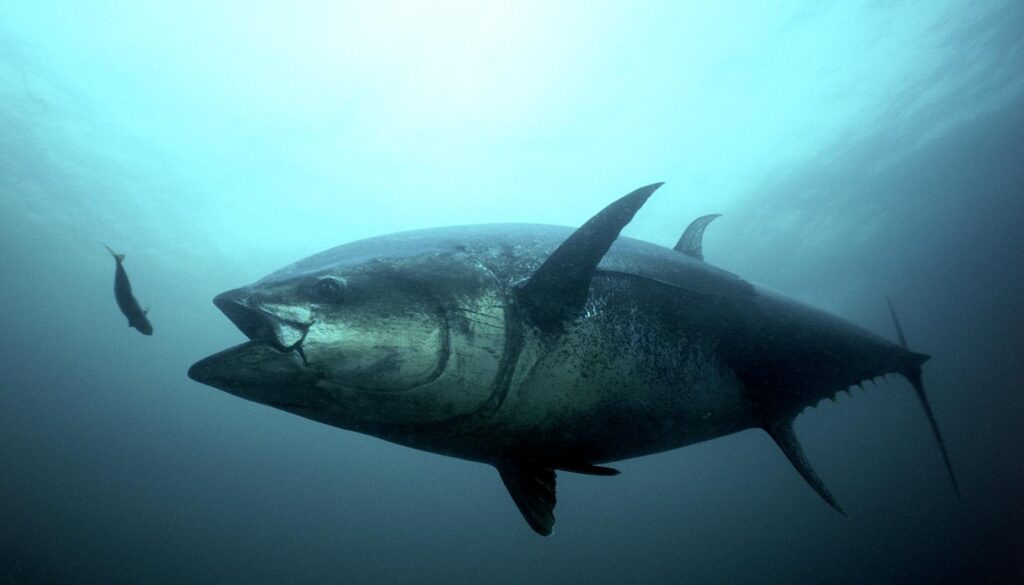Giant Bluefin Tuna
