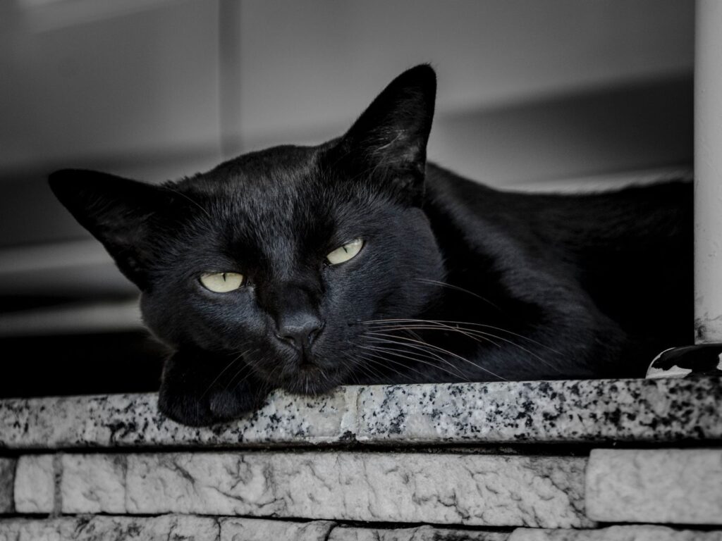 พันธุ์แมวดำ