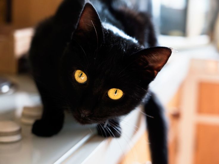 แมวดำถ่ายรูปสวย