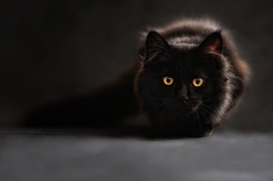 แมวสีดำ